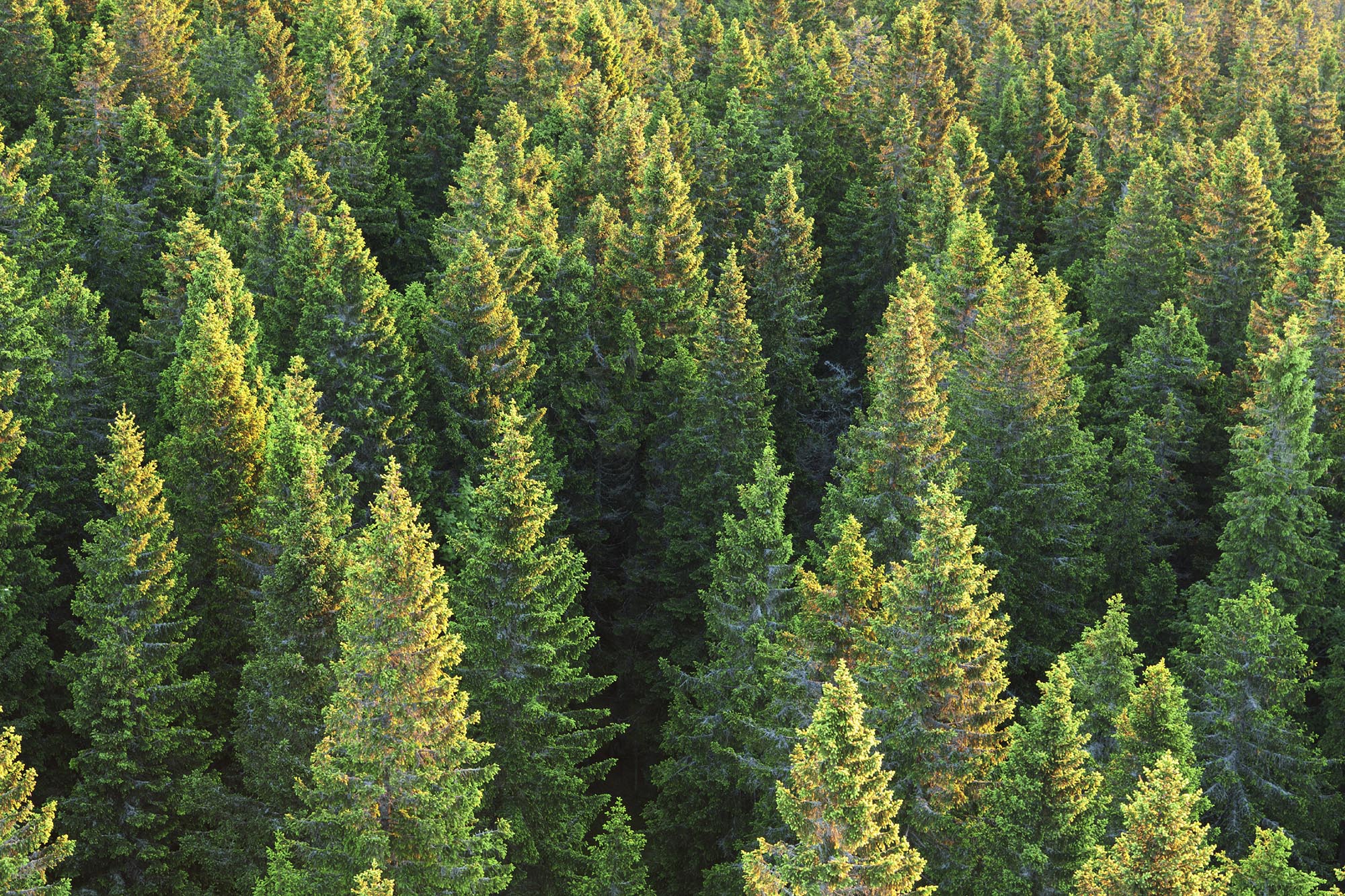 På Qvarnsjö Skogstjänster AB hjälper vi dig med skoglig skötsel. Allt från taxering, röjning, trädfällning, gallring och plantering.
