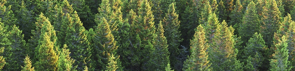 Köpa färdig ved i Jämtland & Härjedalen